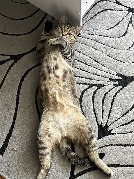 Отдам кота в добрые руки