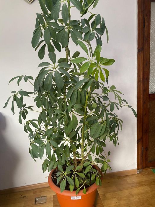 Продам комнатный цветы