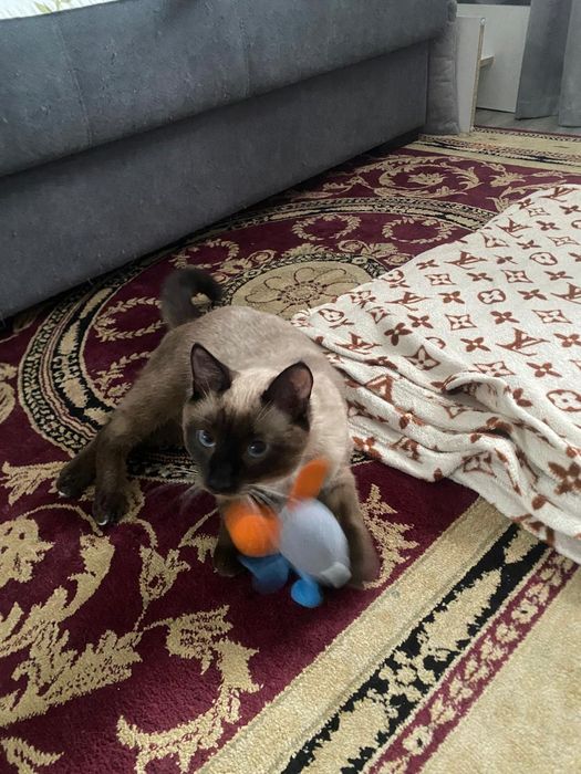 Отдам кота в хорошие руки