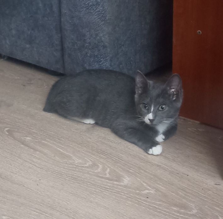 Котик,3,5 мес в добрые руки