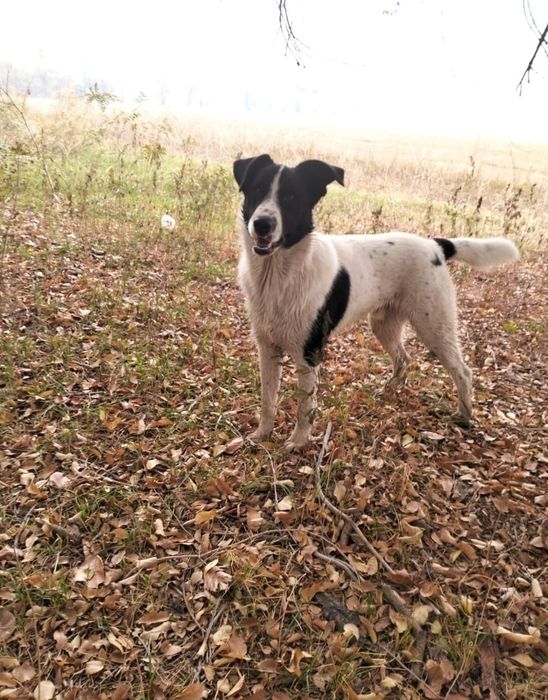 Собака помесь с алабаем ищет дом!