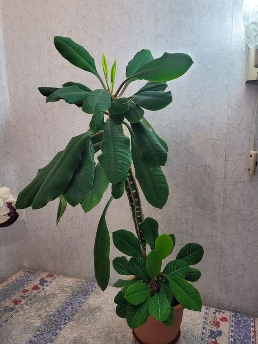 Комнатное растение молочай