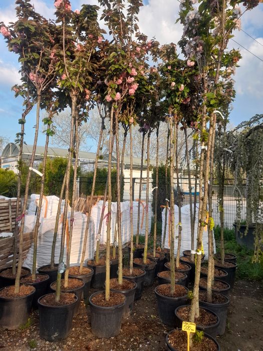 Magnolia Palmier Pin Brazi