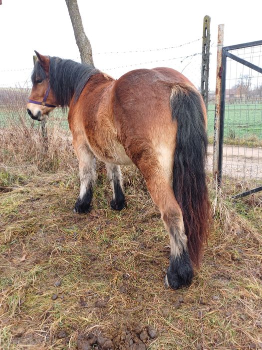 Vând mânză Ardeneză de 2 ani
