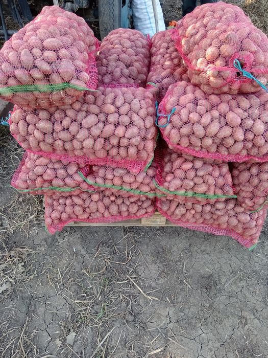 Vând cartofii consum și sămânță!!