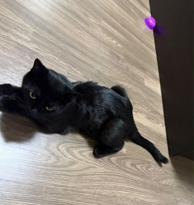 Отдам кошку  с котенком бесплатно