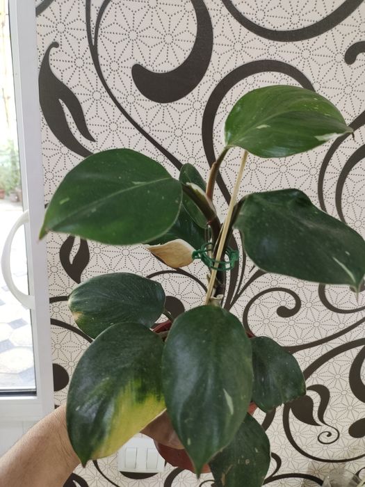 Продаются домашние цветы