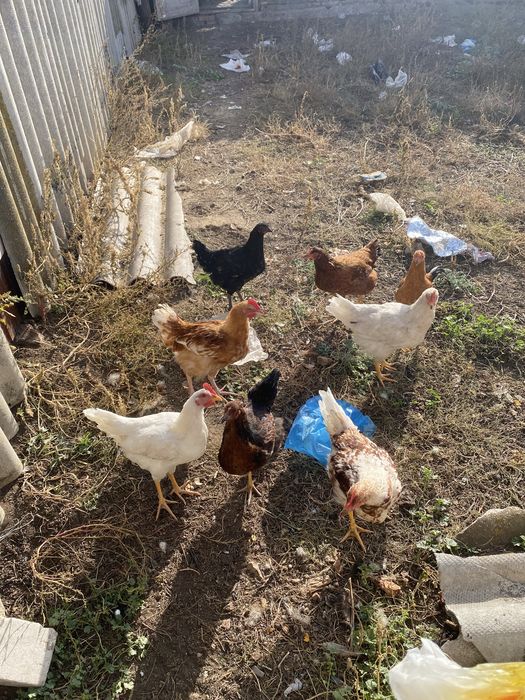Продам Курей или обмен