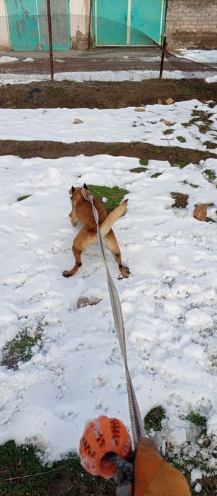 Malinua sotiladi urgʻochi