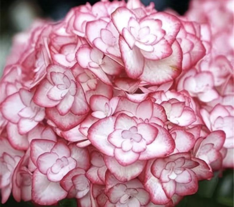 Гортензия садовая