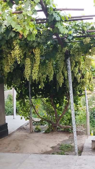 Продам дом в центре города.