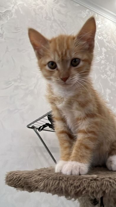Отдам котят бесплатно
