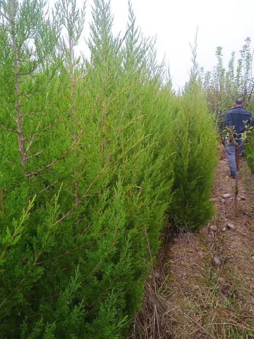 Каталпа. ясин.клён.кучатлари