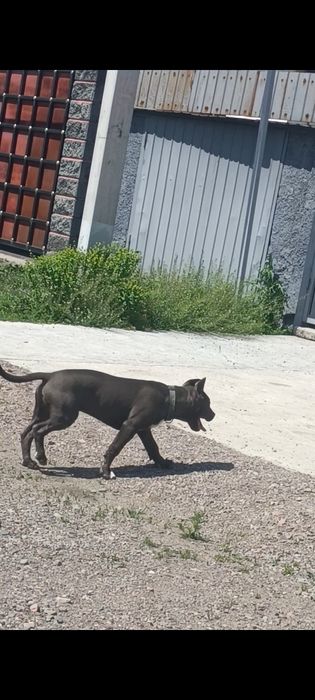 Продается щенок питбуль