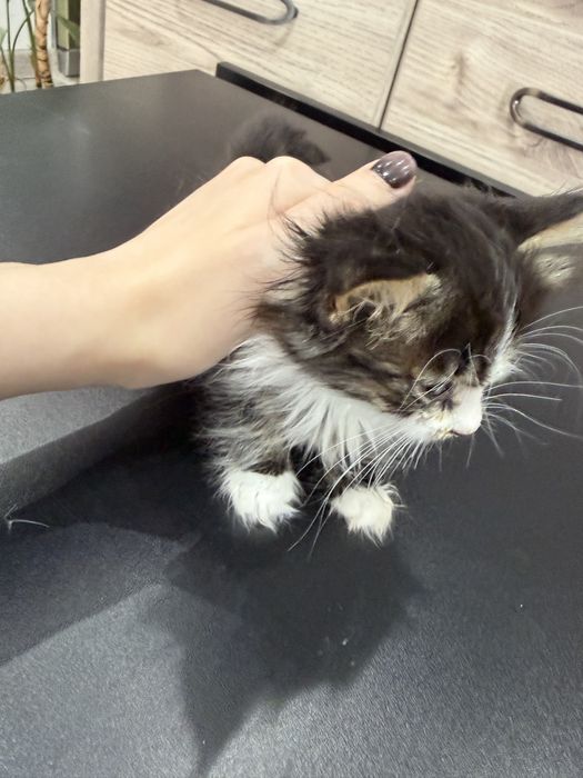 Котенка в хорошие руки