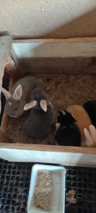 Продам кроликов разной породы