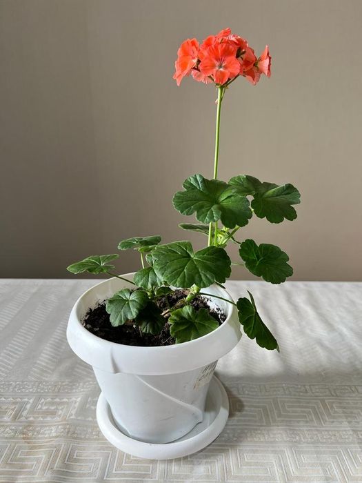 Продам комнатные цветы.