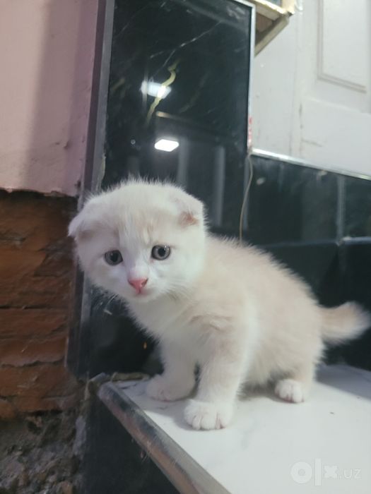 Продам Котёнок кот
