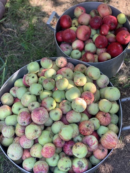 Продам домашние яблоки