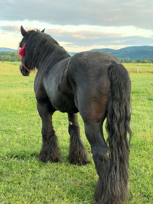 Armăsar belgian cu pedigree