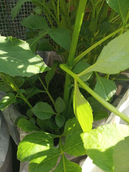 георгина клубни для посадки