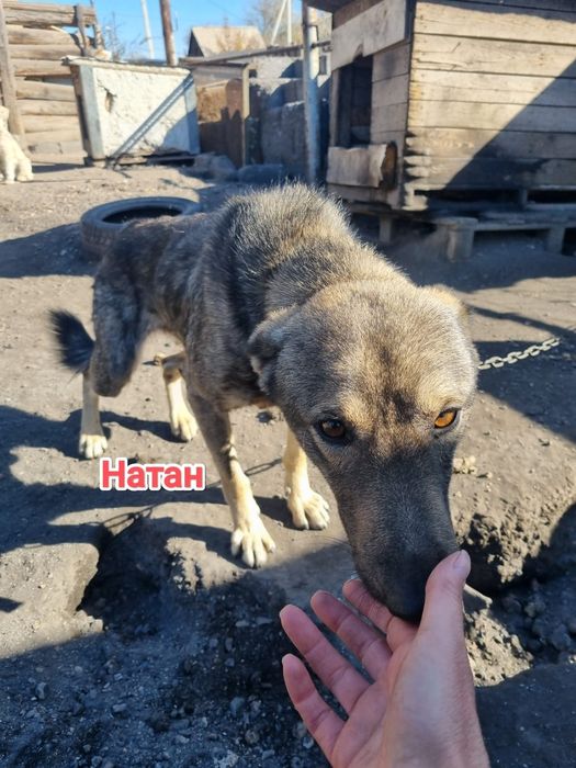 Дарю в добрые и ответственные руки