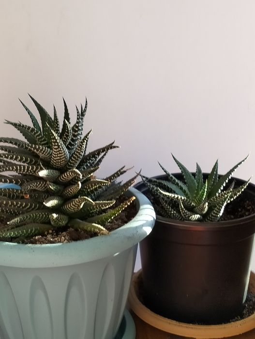 Распродажа комнатных цветов