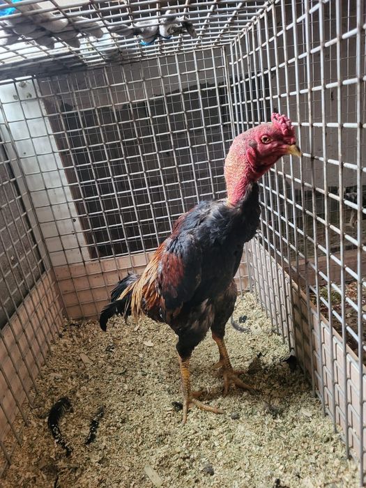 Сатамын кораз 50 000