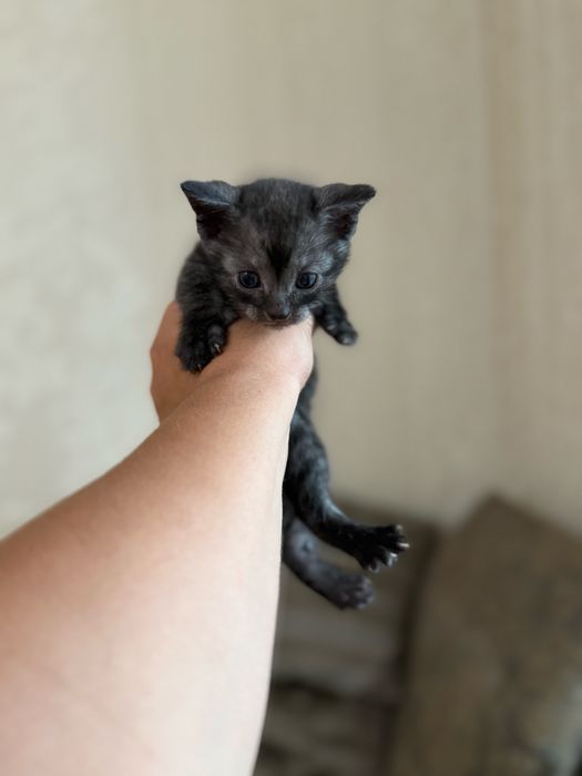 Вислоухие котята