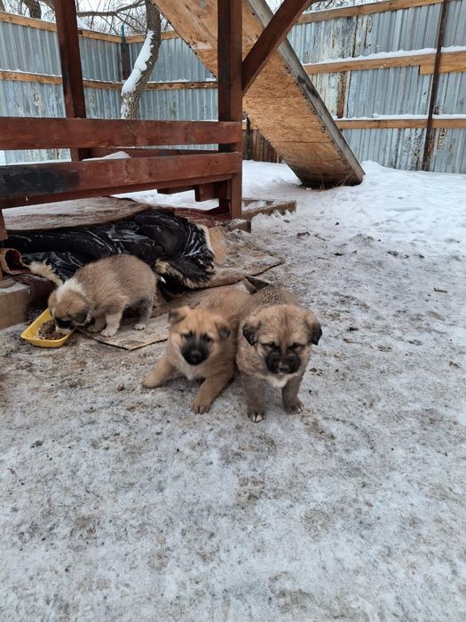 Щенки в добрые руки