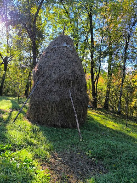 Vind fin calitate 2025