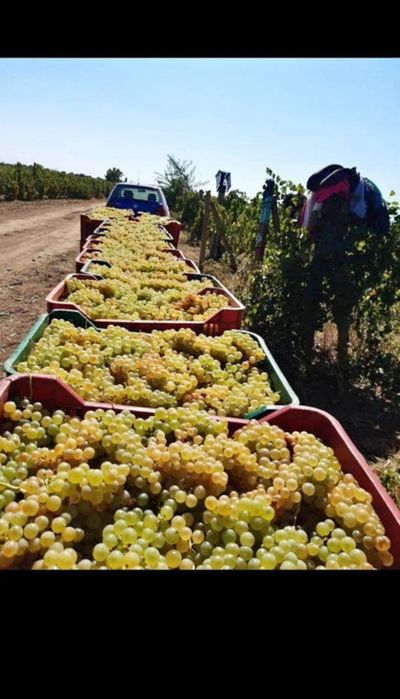 Struguri de vin livrăm în toată țara