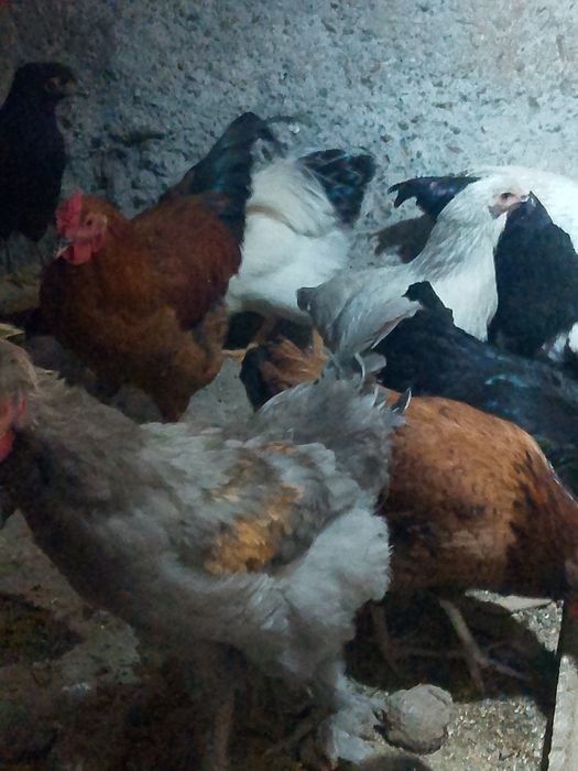Продам куреи 5000т за одну