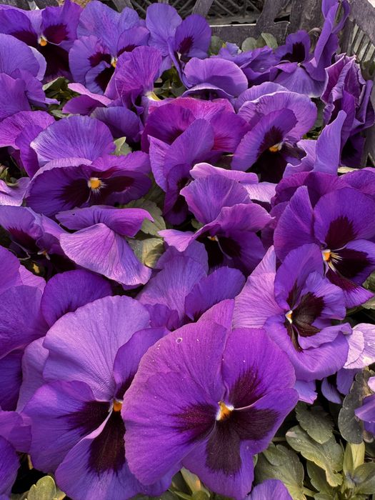 Viola. Kapalak gul F1