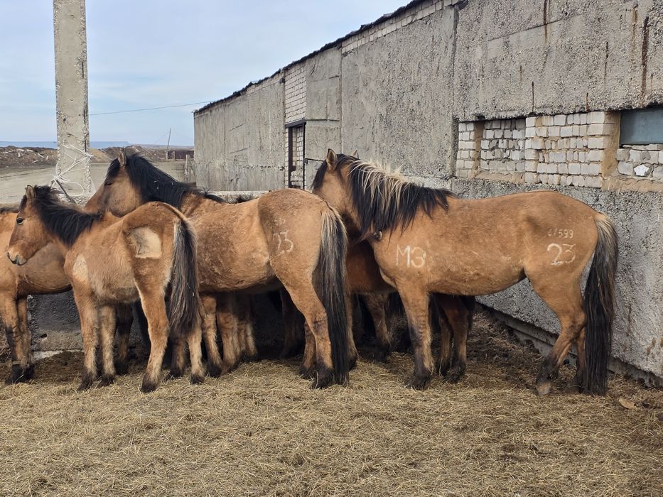 Мұғалжар тұқымы Құнандар сатамын