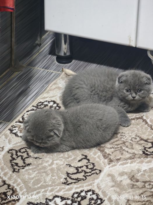 Mushuk.Котёнок.мушук.смесь скотиш+ перс