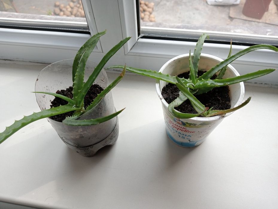 Продам Алой домашний.