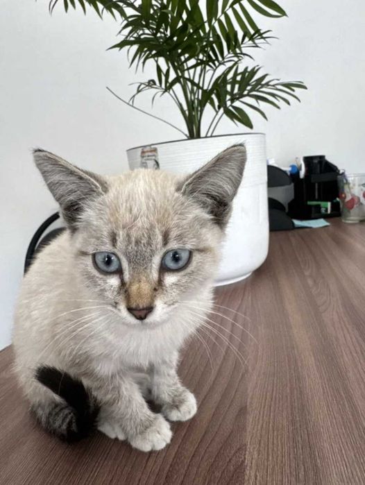 Отдам котенка в хорошие руки
