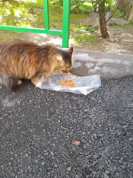 Котик белый кастрирован бесплатно