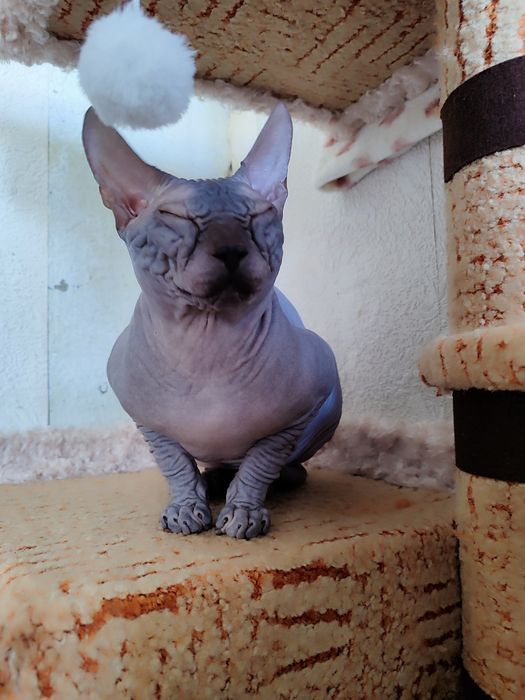 Сфинкс канадский, кот 7 месяцев