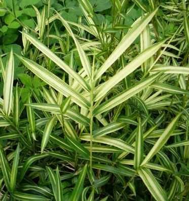 Бамбук студеноустойчиви видове в София