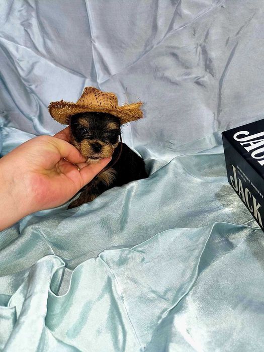 Йоркширски териер мини