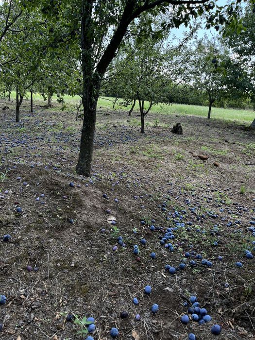 Vând prune pentru țuică gata culese