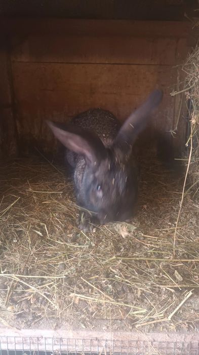 Iepuri din rase mixte