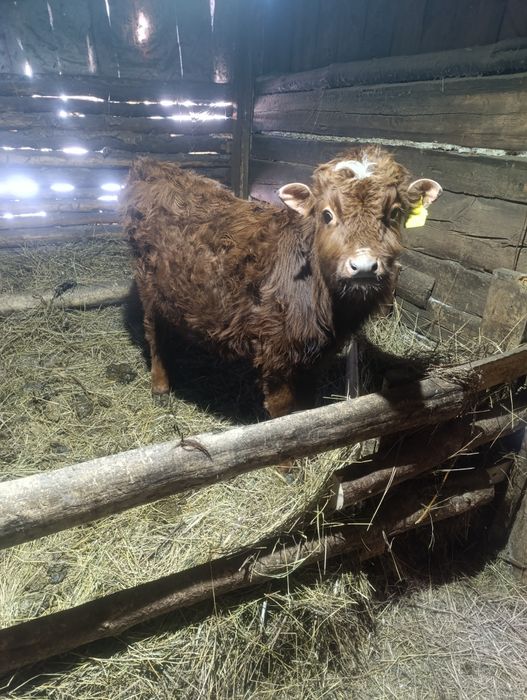 Продам бычка ,,,