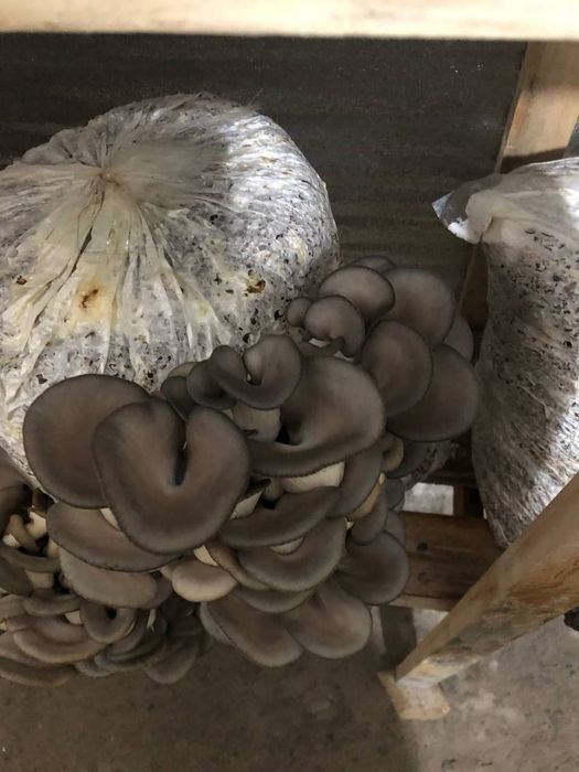 Qoziqorin urug'lari sotiladi