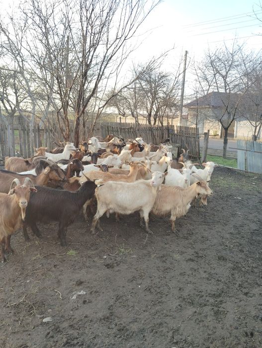 Vând capre gestante