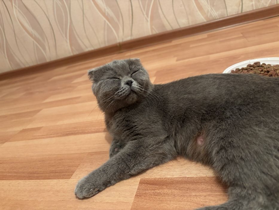 Шотландский вислоухлий