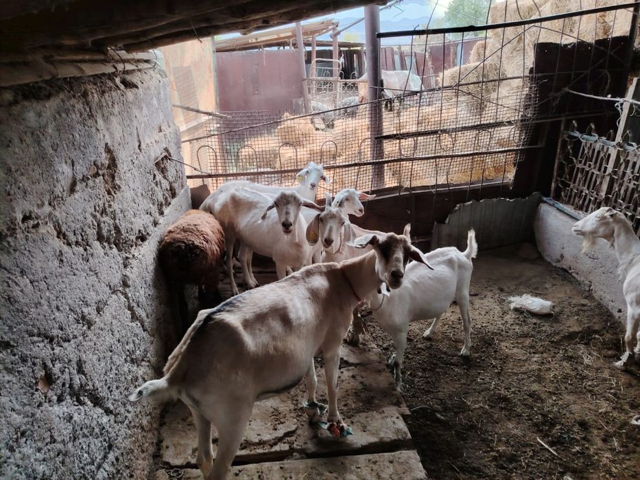 Занен ешилер сатылады