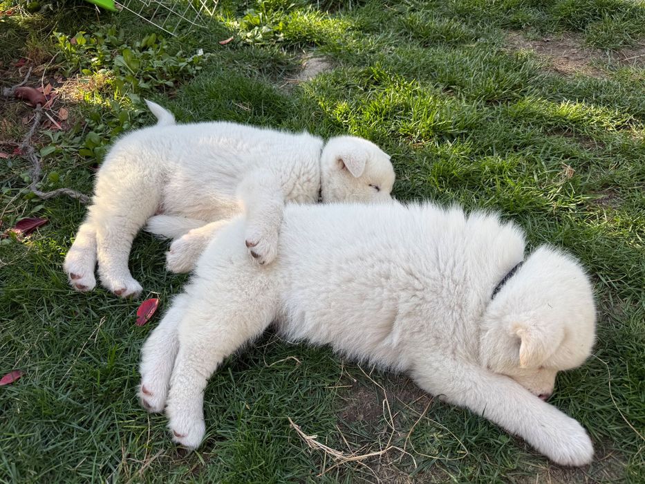 Акита ину кученца